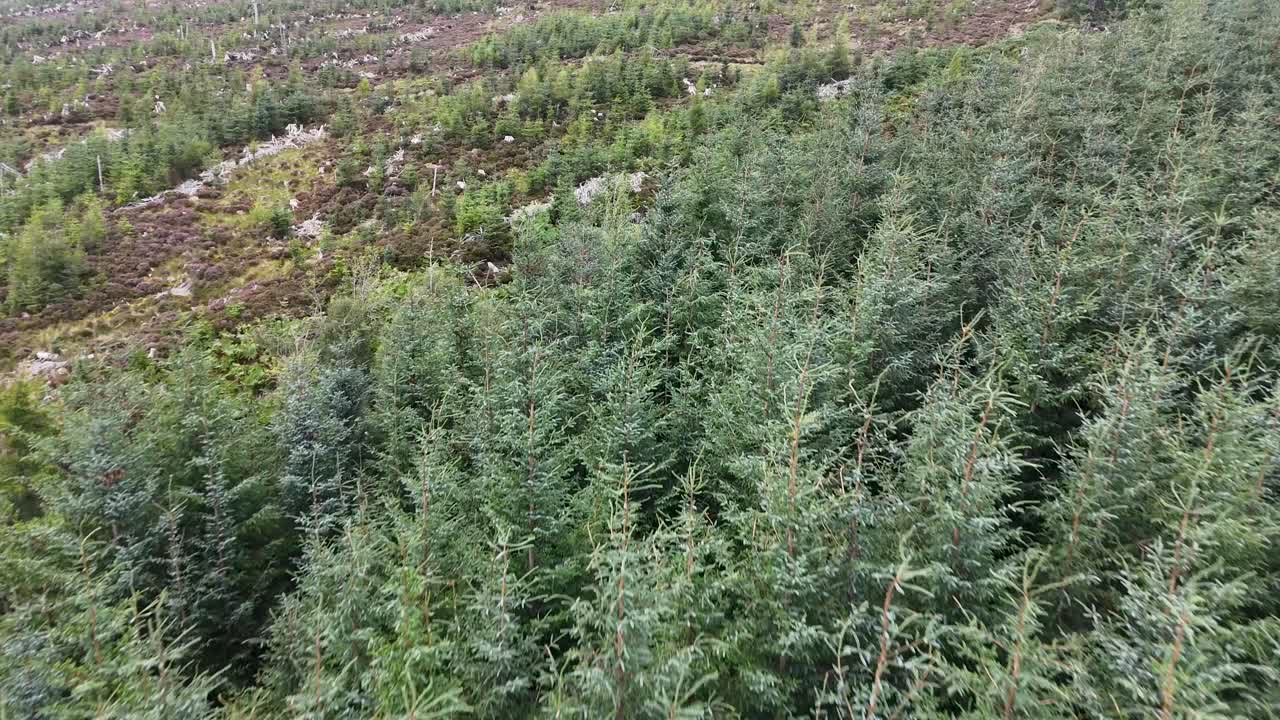Aerial drone glides over dense Sitka spruce plantation, revealing forest edge and Scottish moorland