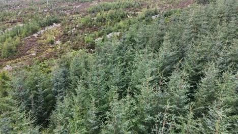 aerial drone glides over dense sitka spruce plantation, revealing forest edge and scottish moorland