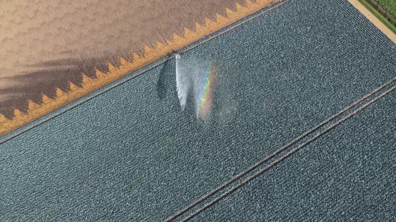 Aerial View of Agricultural Field Irrigation with Rainbow