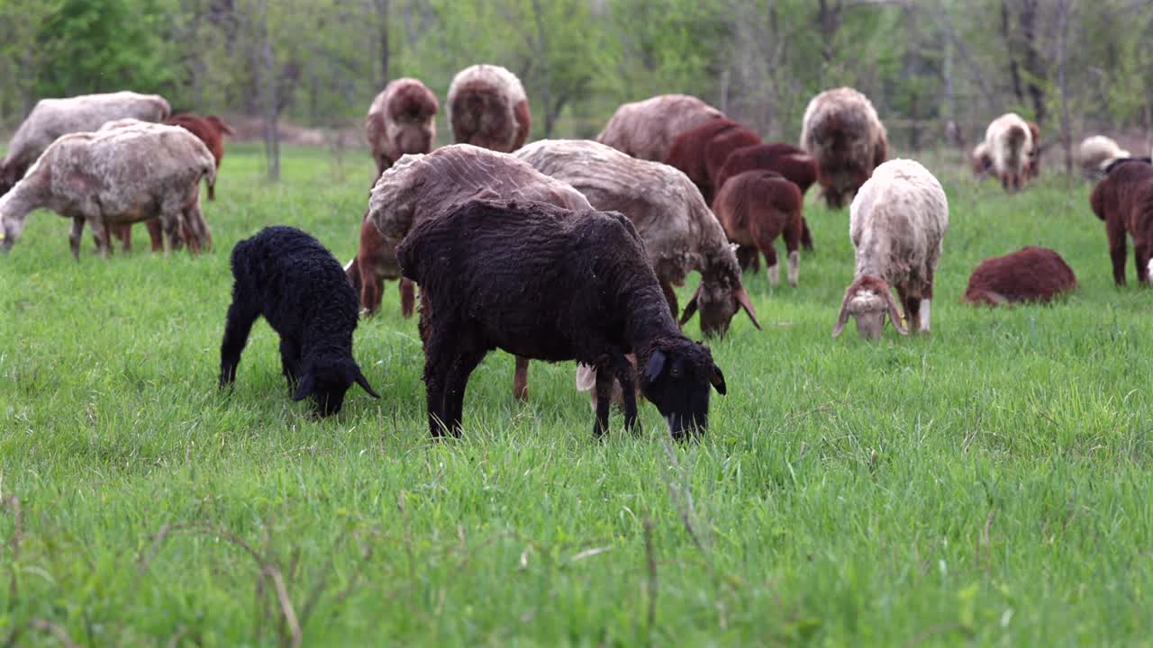 Flock of Sheep grazing open field Free grazing