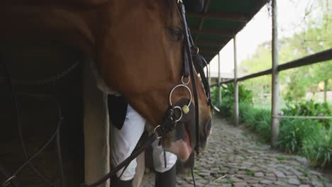 african american man putting bridle on the dressage horse