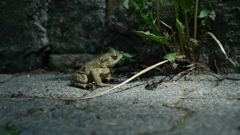 toad sitting next to stone wall. daylight, handheld