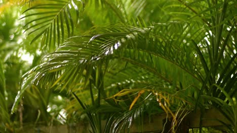 Light-raindrops-falling-on-areca-palm-leaves,-closeup-slow-zoom