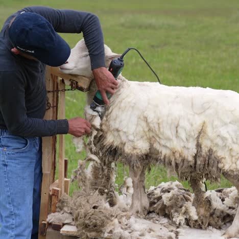 close up shot of sheep shearing. shearing sheep in corral with electric clipper
