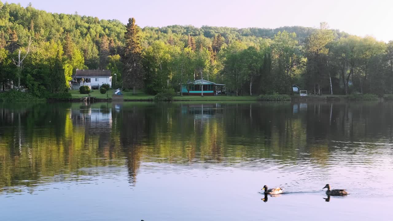 утки плавают на спокойной реке в коттеджном поселке