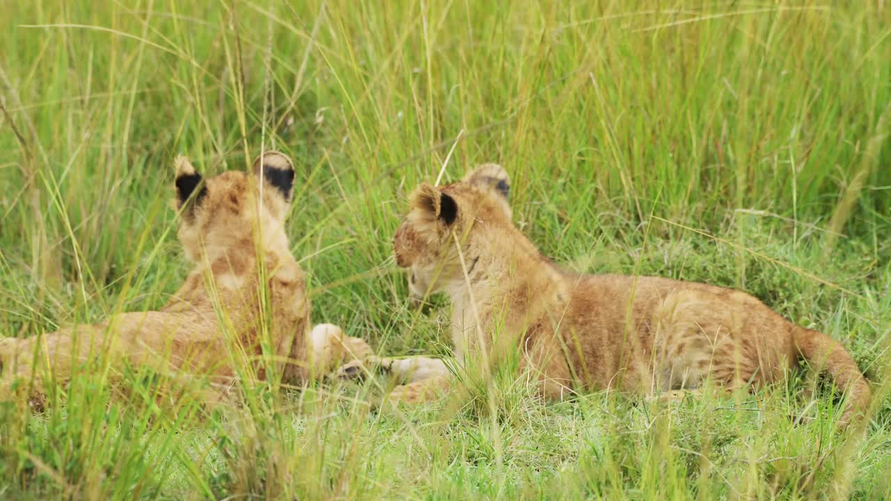 leuke leeuwenkinderen spelen in afrika, grappige jonge baby dieren leeuwen in het gras op een afrikaanse wildlife safari in maasai mara, kenya in het masai mara national reserve groene grassen