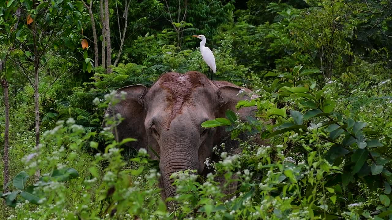 The Asiatic Elephants are endangered species and they are also residents of Thailand