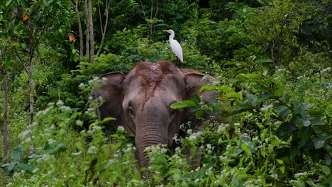 los elefantes asiáticos son especies en peligro de extinción y también son residentes de tailandia