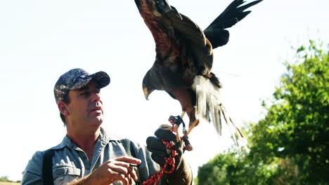 falcon eagle perching on mans hand