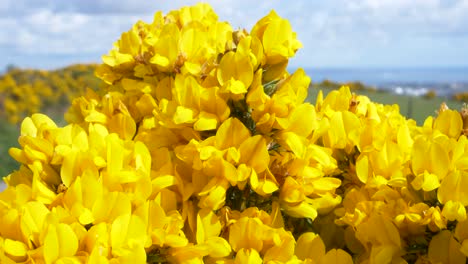 gorgeous gorse wildflower on a sunny weather in wickland mountains