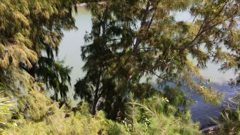 cinematic aerial takeoff shot within fir trees revealing the river gambia and swampy mangrove forest, kartong the gambia