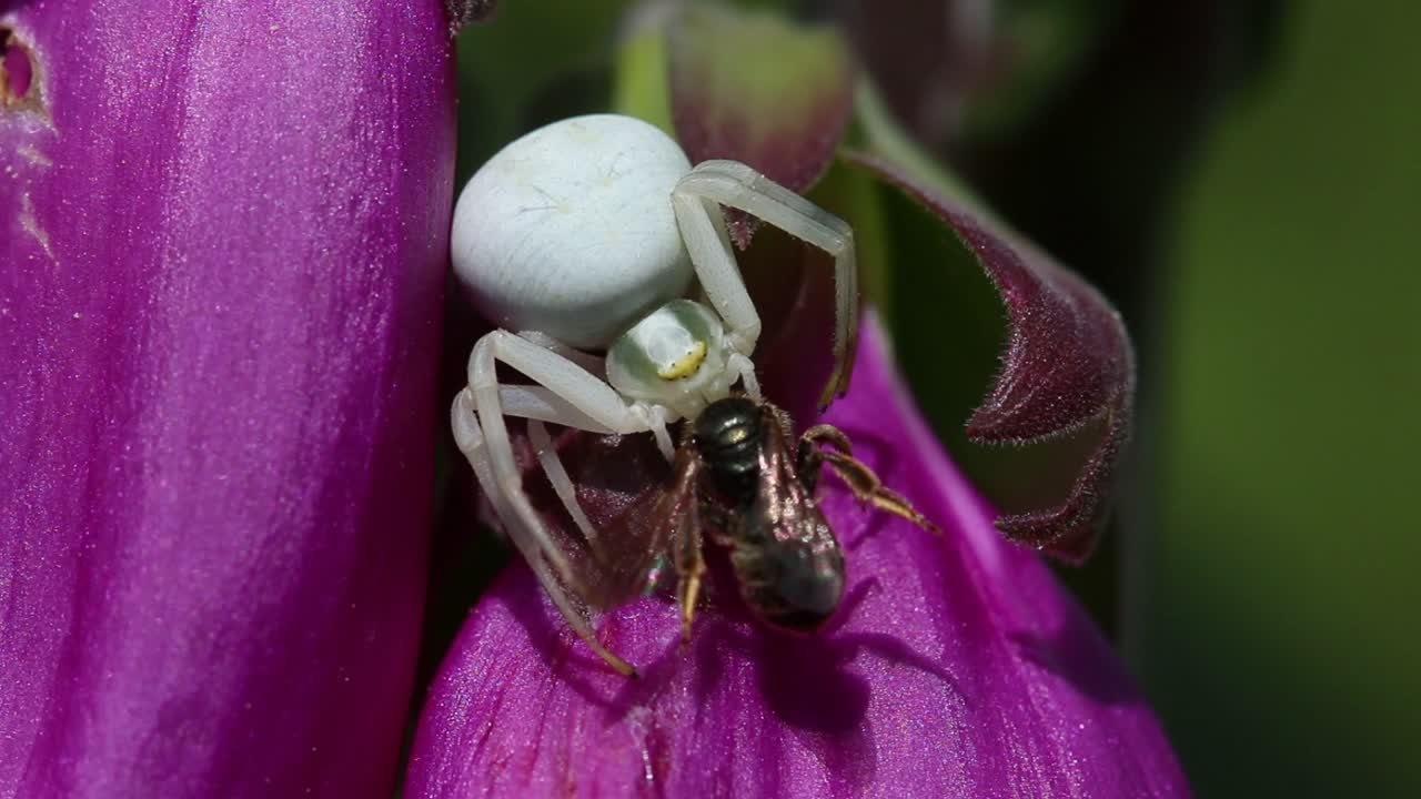 primer plano de una araña cangrejo de flor, misumena vatia comiendo una pequeña avispa en la flor de dedo de zorro