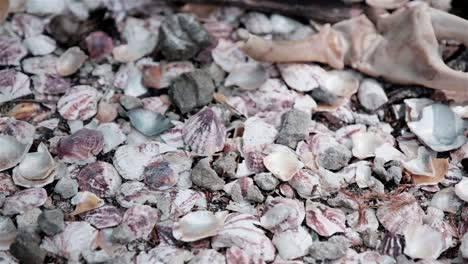 small oyster shells rocks and a crabs claw on the ground near a pearl farm in tahiti