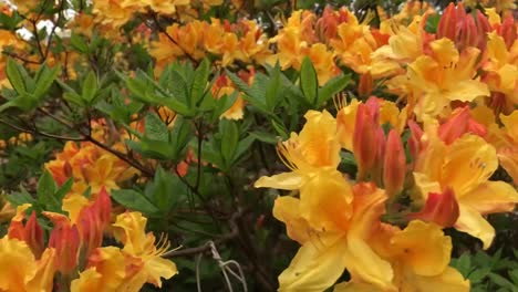 Rhododendron-flowering-shrubs,-trees,-bushes-in-full-bloom-in-the-spring