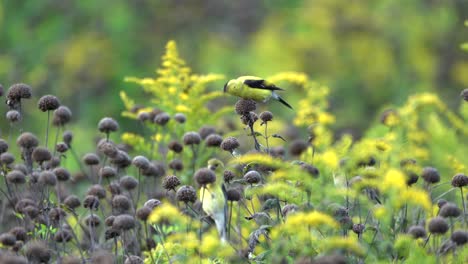 Goldfinken,-Die-Die-Samen-Einiger-Wilder-Blumen-Auf-Einer-Wiese-Essen