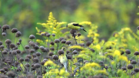 jilgueros comiendo las semillas de algunas flores silvestres en un prado
