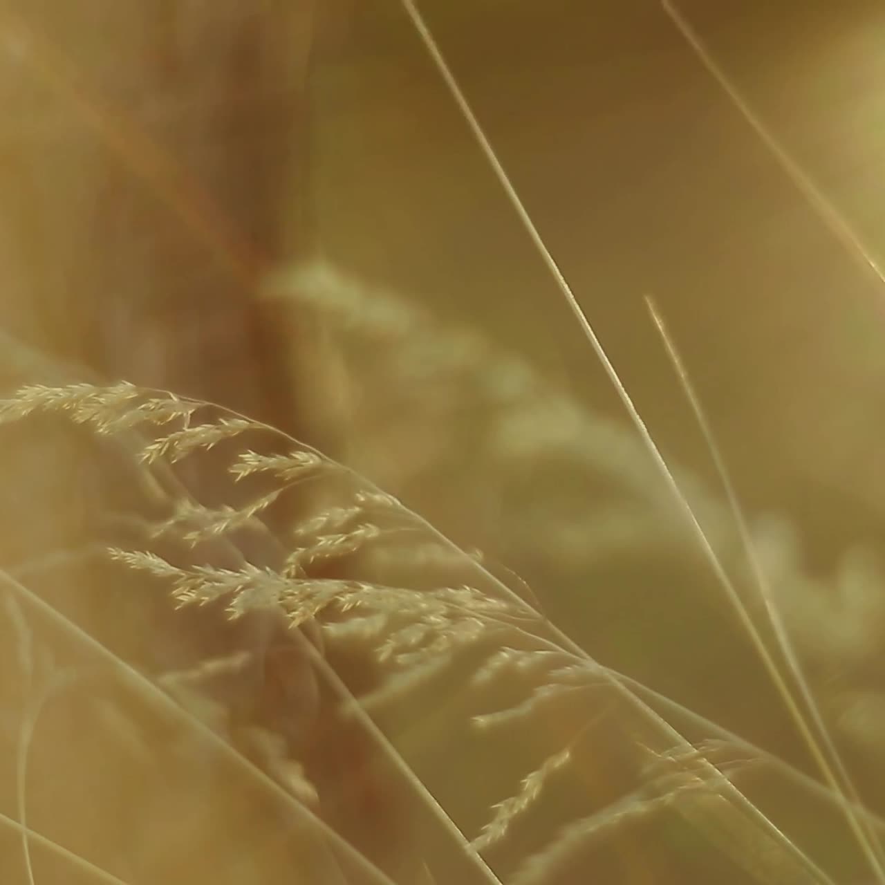Meadow Grass Nature. Beautiful nature with green grass and sunlight