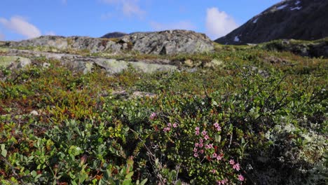 arctic tundra. beautiful nature norway natural landscape.