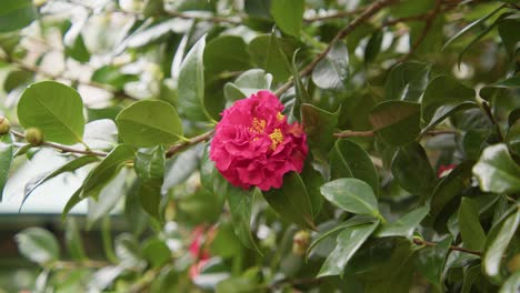 a vibrant camellia in full bloom with soft petals and rich details. captured in 4k slow motion, this shot showcases the elegance of nature and botanical beauty.
