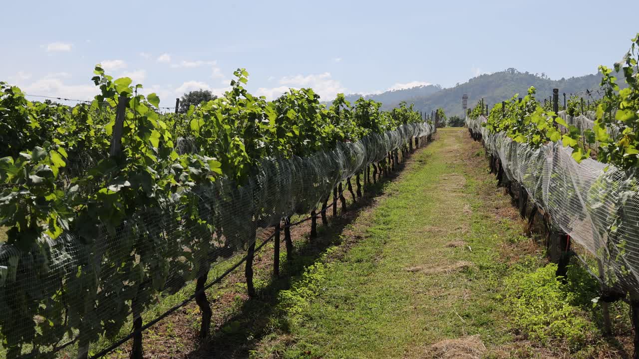 filas de viñedos con redes en un día soleado