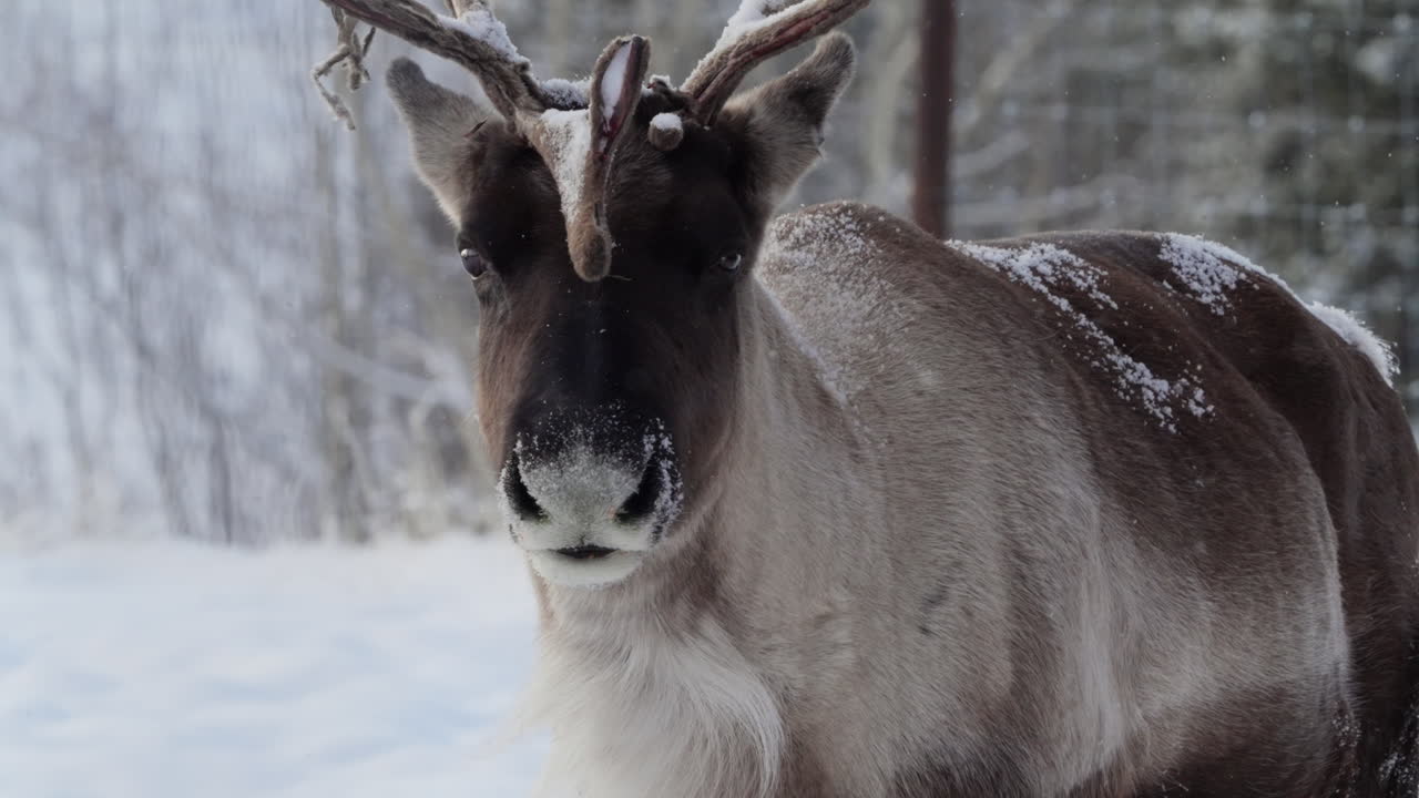 Close-Up Portrait of Large Woodland Caribou in Yukon Winter Landscape Surrounded by Snow