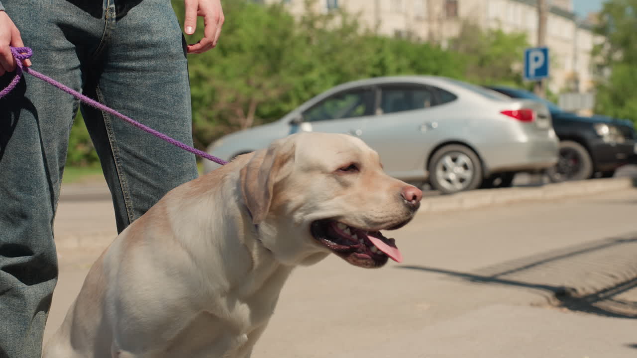 escena de acera, asistente caucásico y labrador sentados junto a unas piernas cerca de un autobús y coches aparcados, perro jadeando con calma, correa morada sujeta sin apretar, telón de fondo de calle suburbana, patrones de sombras cálidas y constantes