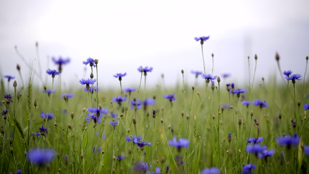 A field of blue cornflowers against a cloudy sky. Handheld static mid lens shot