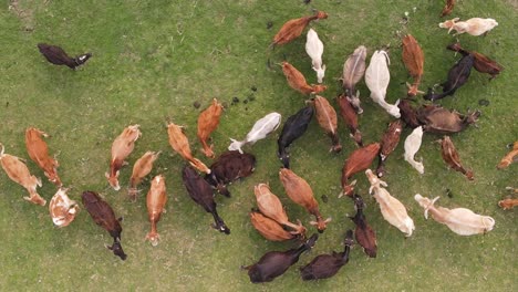 aerial rising view over cattle herd grazing on green agricultural indian farmland