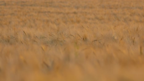 Close-up-of-a-wheat-field-at-sunset