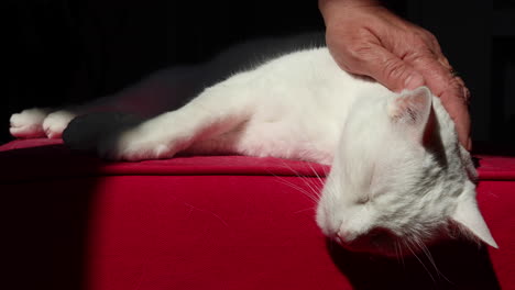 mujer mascotas lindo gato blanco acostado cómodamente en un sofá rojo-1