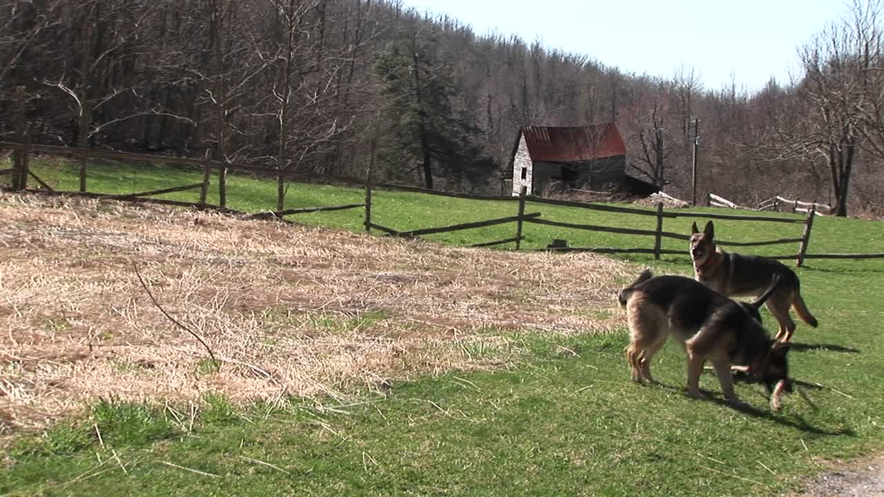 들판에서 시간을 보내는 세 마리의 개