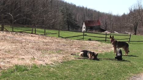 Drei-Hunde-Verbringen-Die-Tageszeit-Auf-Einem-Feld