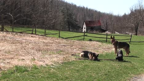 tre cani che passano l'ora del giorno in un campo