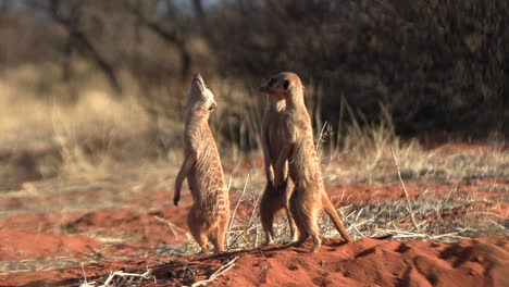 three meerkats stand close to their den and look up to spot birds of prey