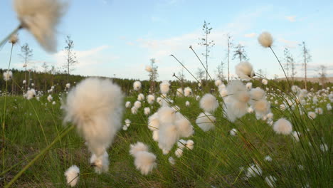 cerca de un cottongrass en un día soleado