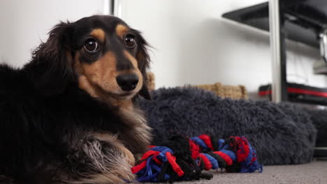 fluffy sausage dog chewing upon a rope toy