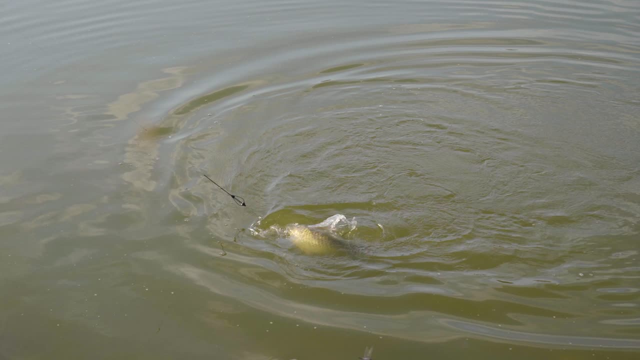 큰 물고기는 그물에 착지하기 전에 낚싯줄 끝에서 싸운다