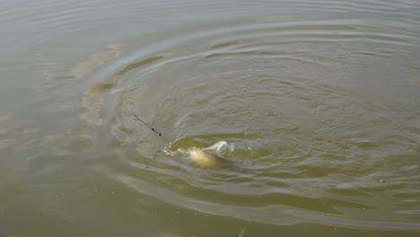 large fish fights on end of fishing line before landing in net