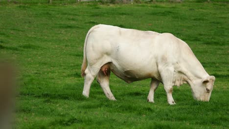 Cream-phase-Belgian-Blue-veal-or-calf-filmed-in-the-Barmouth,-Llanaber-and-Gwynedd-area-in-North-Wales