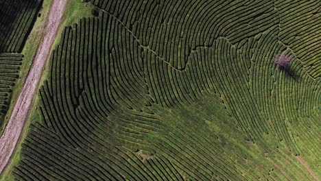 tomado desde arriba de la plantación de té