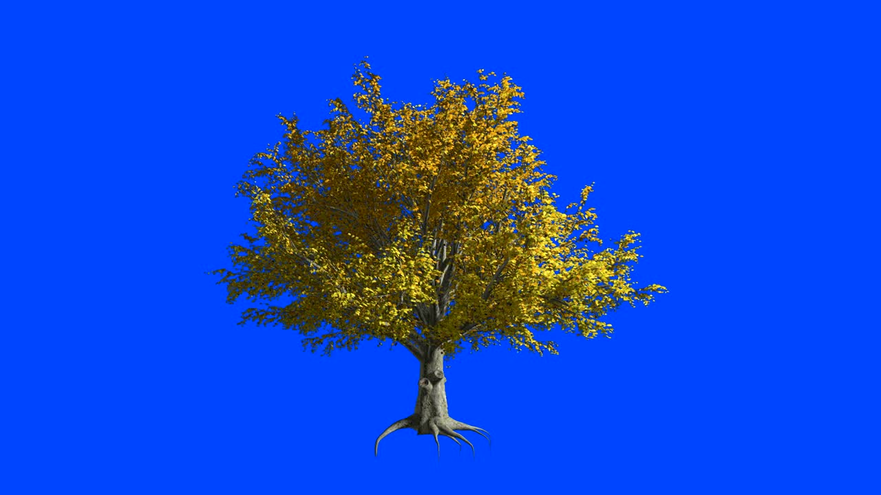 American Elm tree  in the wind.Blue screen alpha.