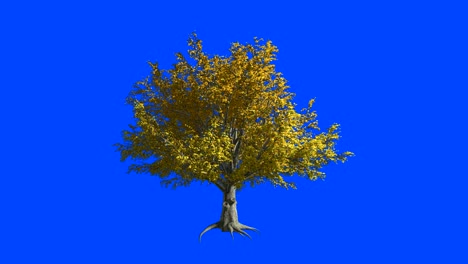 american elm tree  in the wind.blue screen alpha.