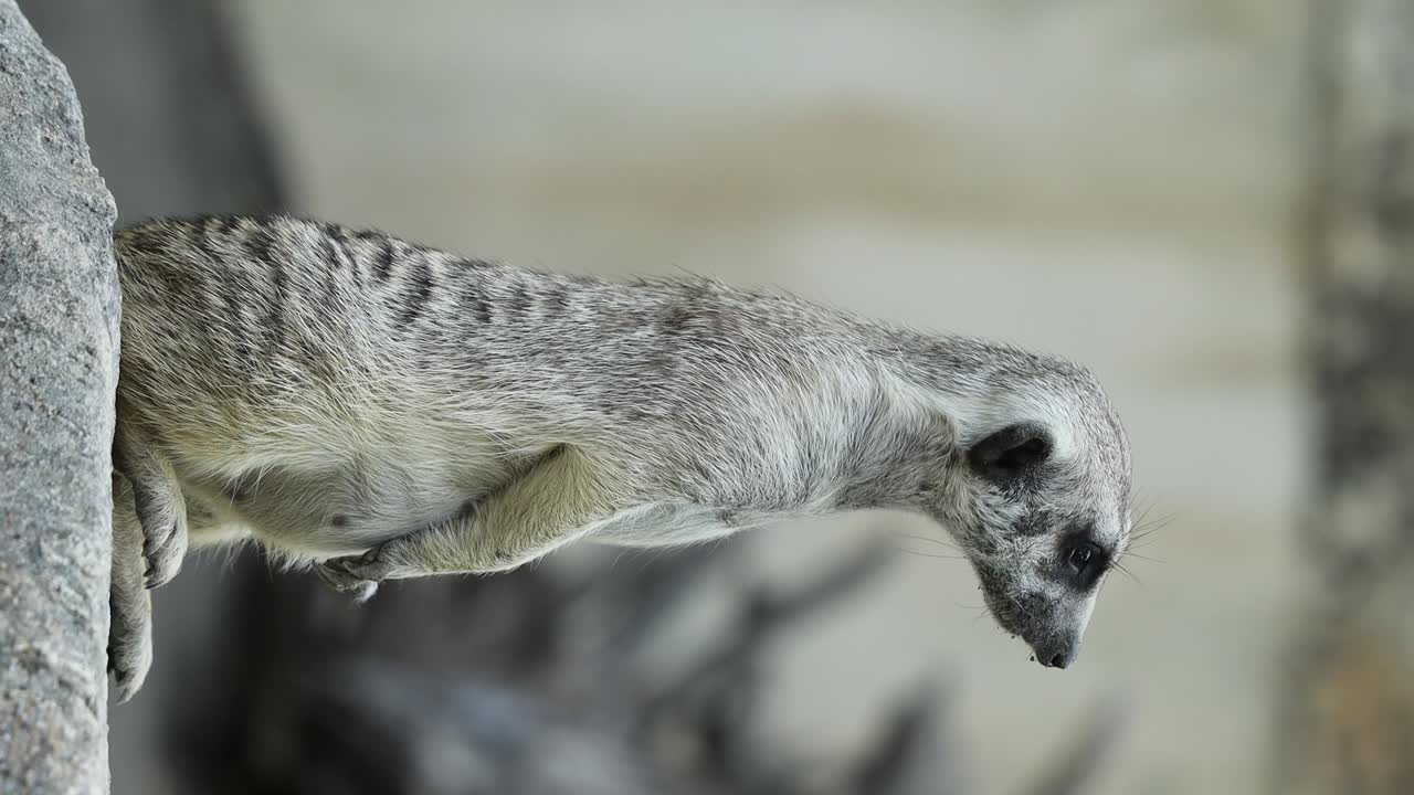 Meerkat Standing Alert on Stone in Natural Habitat with Rocky Background. vertical video