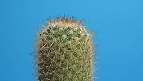 close up de la vieja planta de cactus girando a su alrededor en el fondo de la pantalla azul
