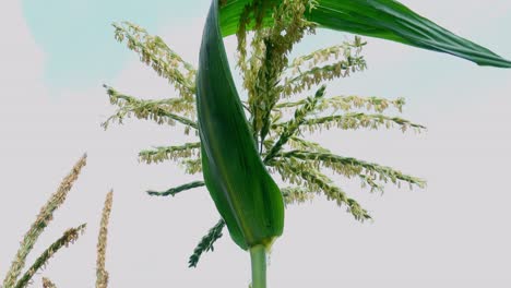 Tassels-of-a-maize-plant-scattering-pollen-down-to-the-silks-against-a-blue-sky-in-the-UK