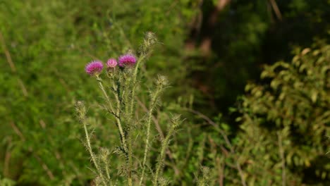 milk thistle flowerheads moved by the breeze against a blurred green background