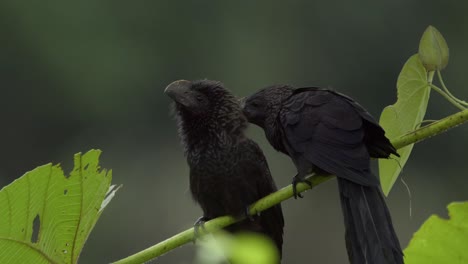 Two-Groove-billed-ani-birds-perched-on-branch-while-one-grooms-the-others-neck-and-head,-static-shot