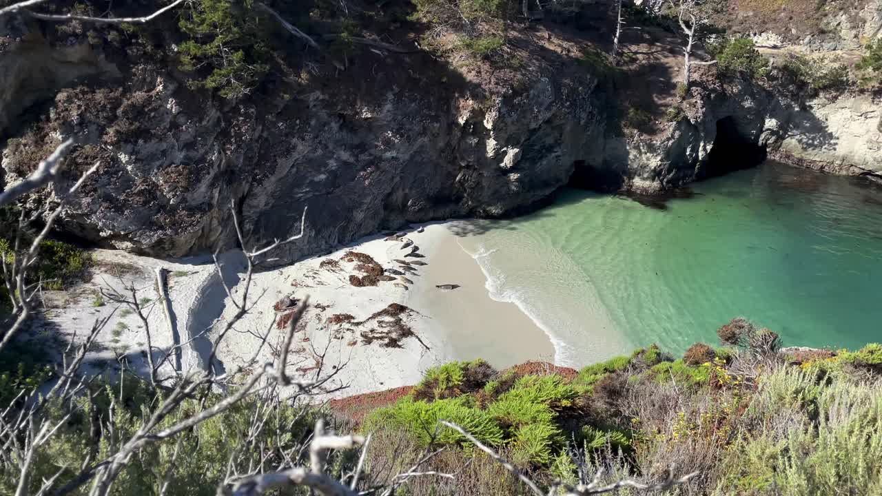 화창한 날 태평양 근처 해안 만의 해변에서 자고 있는 야생 바다표범의 패닝 샷