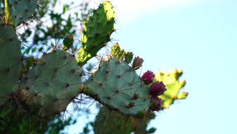 Hermosos-Cactus-Verdes-Con-Frutos-En-Crecimiento-Y-Agujas-Masivas,-Vista-De-Cerca-En-Un-Día-Ventoso