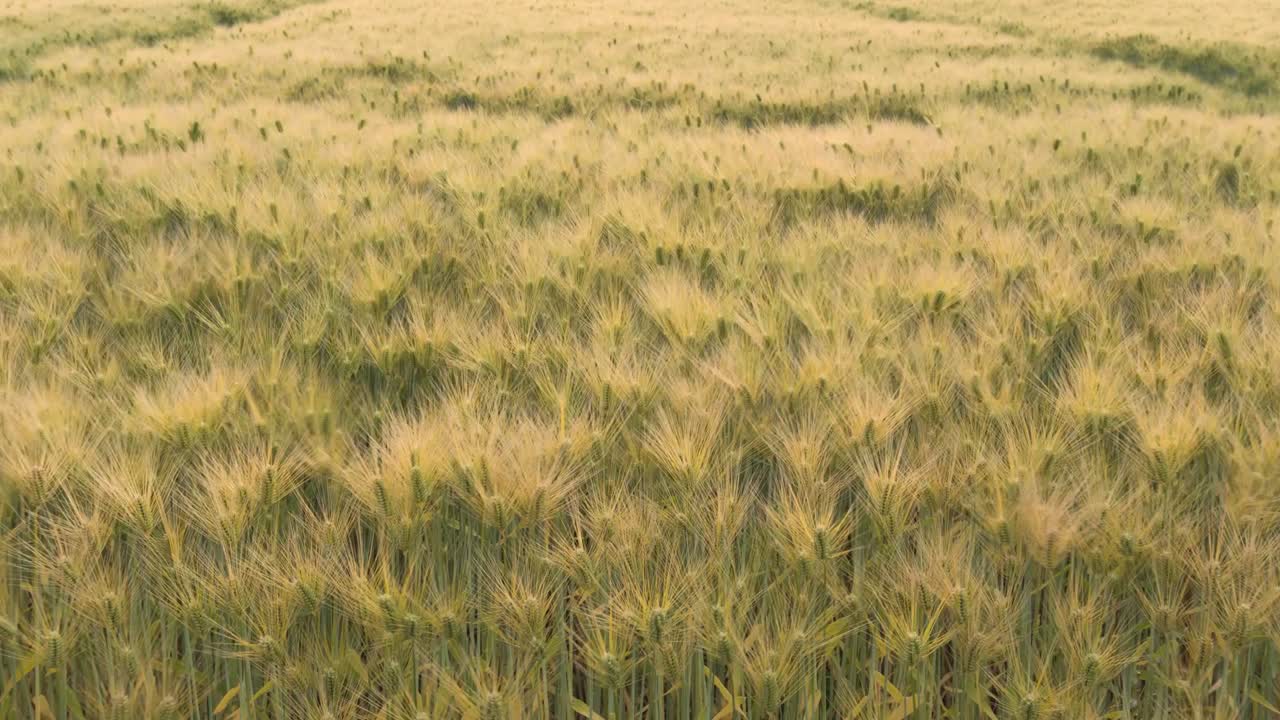 Beautiful time-lapse 4K  Scene Of Barley Field
